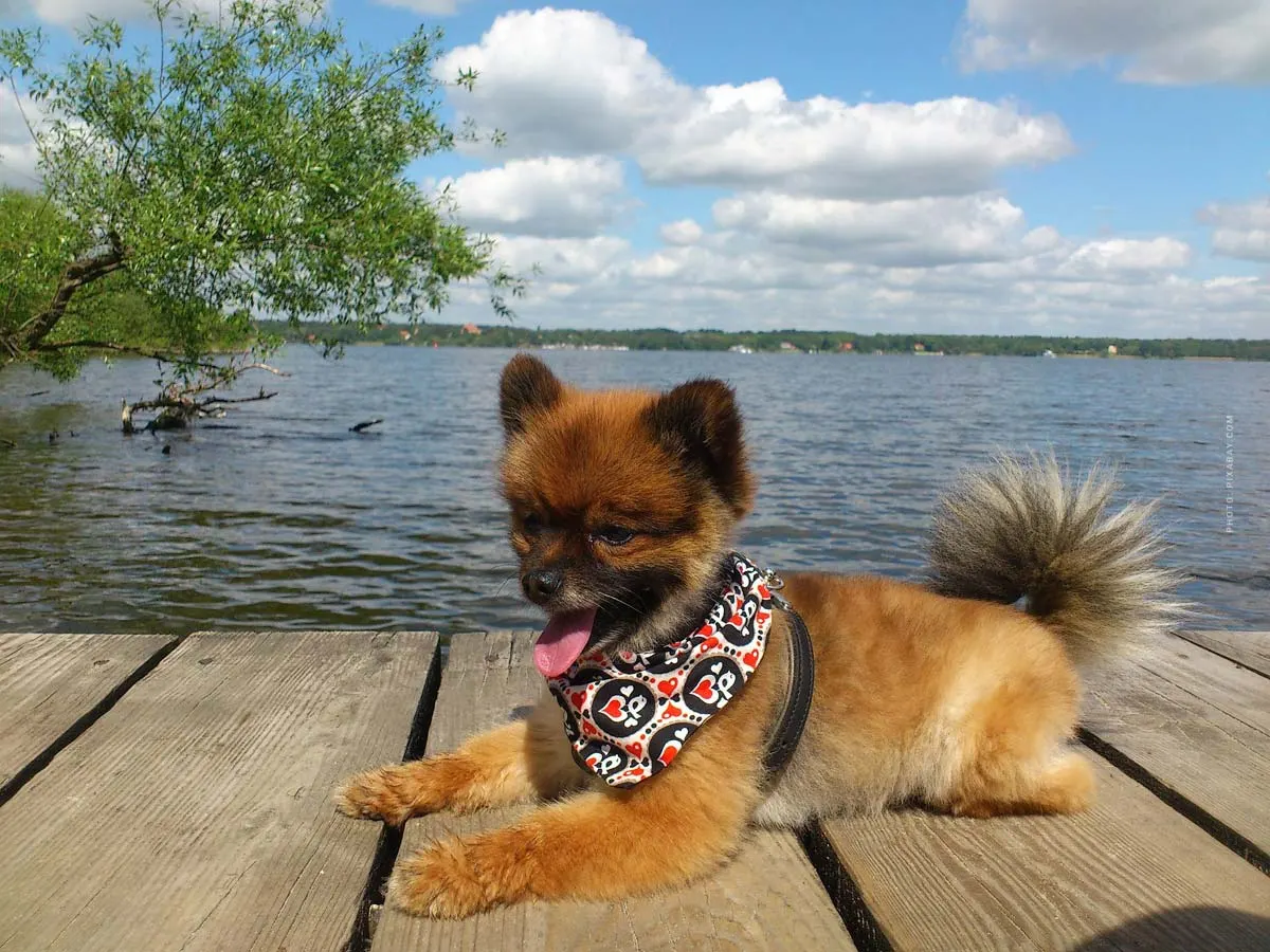 Basic equipment puppy & dog: 6 Must Haves! Food, bowl, leash, collar, blanket, ... - Checklist