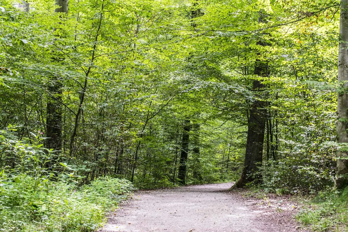 Kühlungsborn Secret Tip: City Forest - Climbing Forest and Hikes in Fresh Air