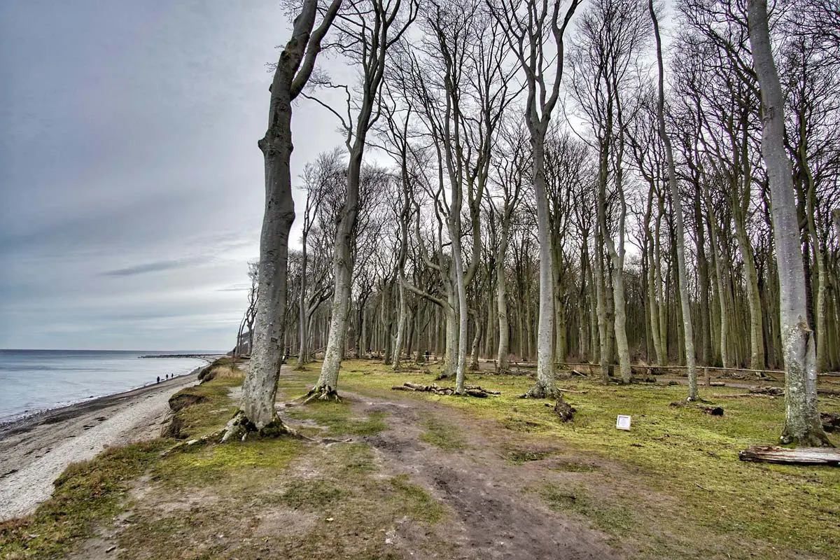 Kühlungsborn Secret Tip: Ghost Forest Nienhagen - Hiking and Cycling Tours