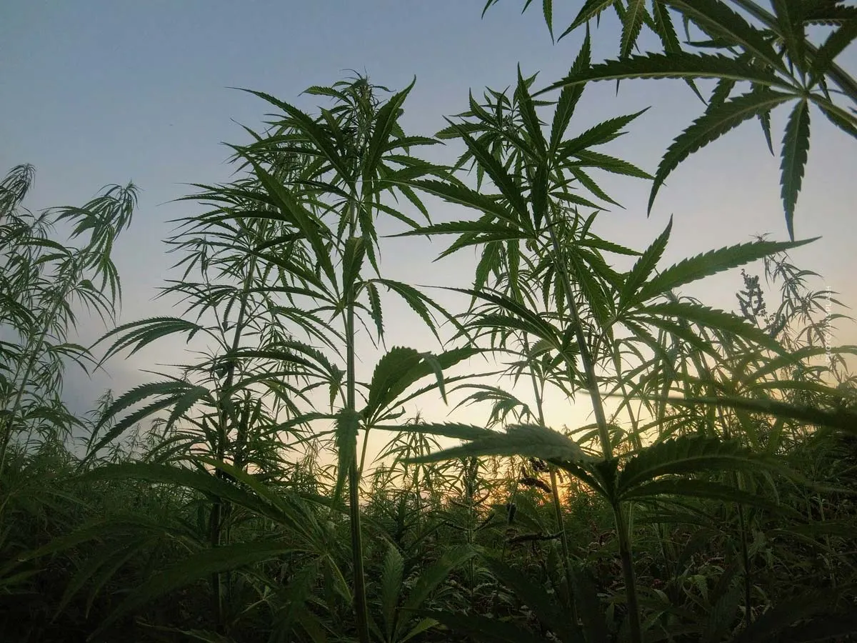 Cannabis strains: The best & most popular strains
