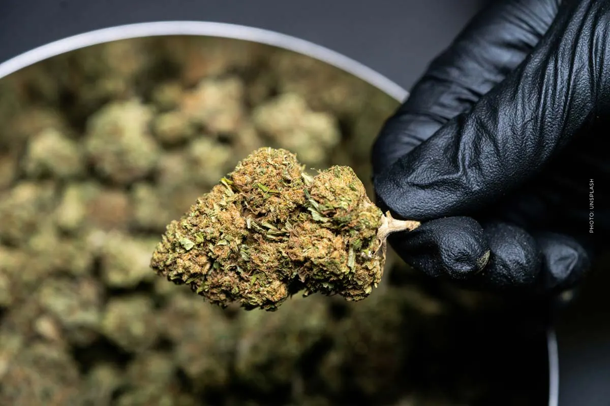 Germany's largest cannabis warehouse: 1.5 tons delivery and 5kg bags, on the road with CannaZen