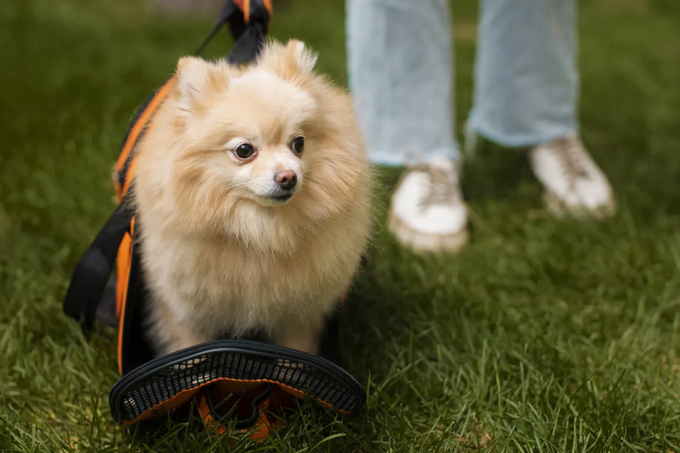 Pomeranian training: tips for puppies and adult Pomeranians