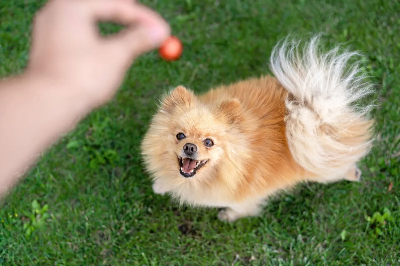 Pomeranian colors: All coat colors of the Pomeranian at a glance