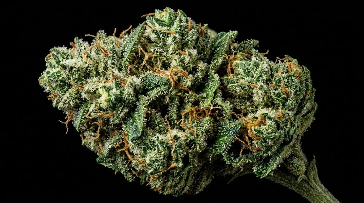 Amnesia Haze: Effects, Terpenes & the Strongest Sativa at a Glance