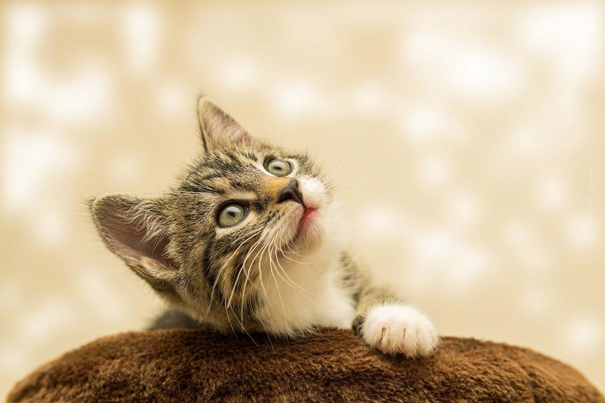 bilder-fotos-fotografie-foto-tipps-lernen-tutorial-natur-kamera-spiegelreflex-bridgekamera-kameraeinstellungen-kameralinsen-stativ-katze-tierfotografie