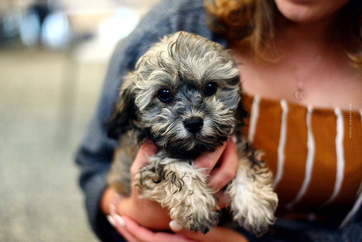 welpe-hund-kaufen-checkliste-arm-frau-traegt-kleinen-hund-niedlich-suess-arm-stadt-zuechter