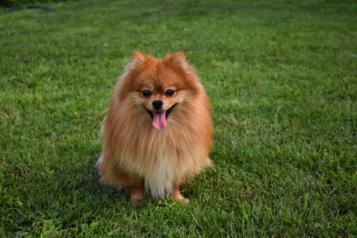 pomeranian-zwergspitz-teil-2-ausgewachsen-erwachsen-gross-wiese-gassi-gehen-ohne-leine-im-stadtgarten-park